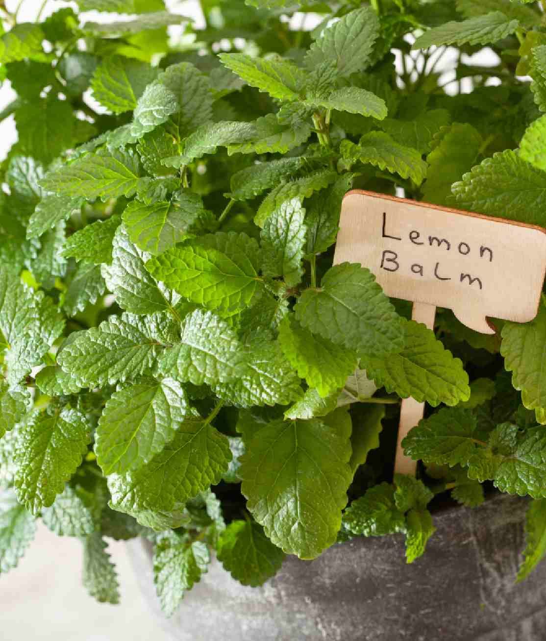 Lemon Balm Featured Image