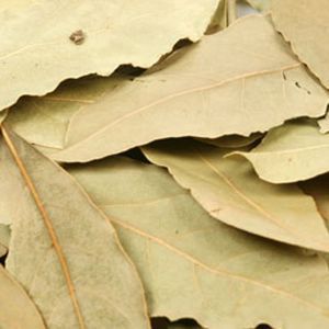 Baldwins Bay Leaves ( Laurus Nobilis )