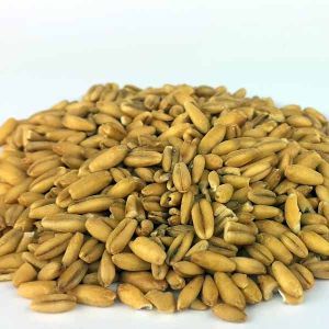 Baldwins Avena Sativa (oats)