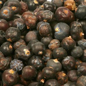 Baldwins Juniper Berries ( Juniperus communis )