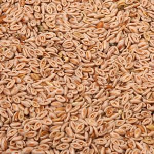 Baldwins Psyllium Seeds Blonde ( Plantago Ovata )