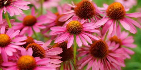 Echinacea