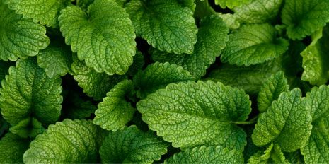 Lemon Balm