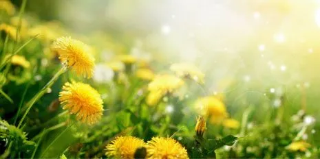 Dandelion