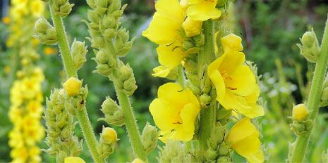 Mullein