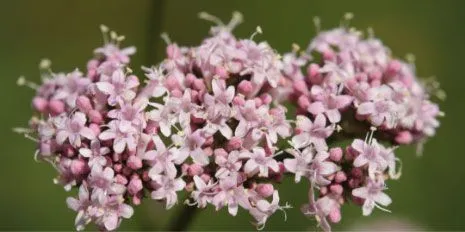 Valerian