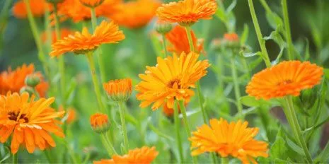 Calendula