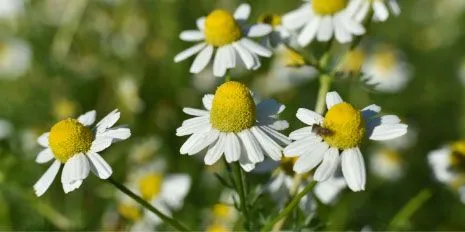 Chamomile