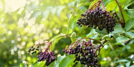 Elderberry