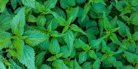 Nettle